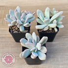 Graptoveria Snow Peach