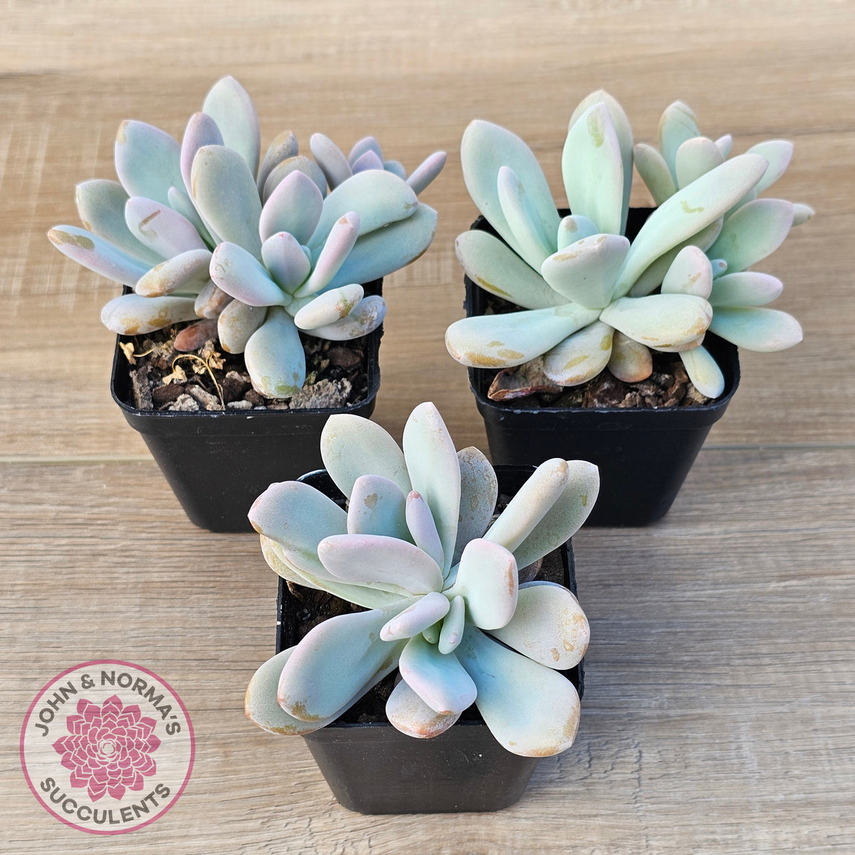 Graptoveria Snow Peach