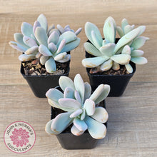 Load image into Gallery viewer, Graptoveria Snow Peach
