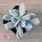 Graptoveria Snow Peach