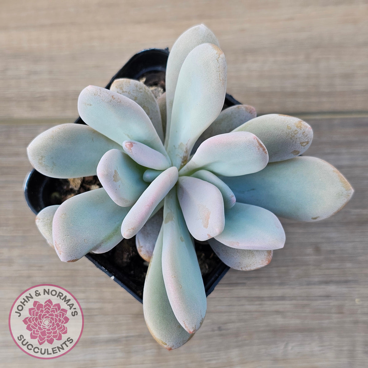 Graptoveria Snow Peach
