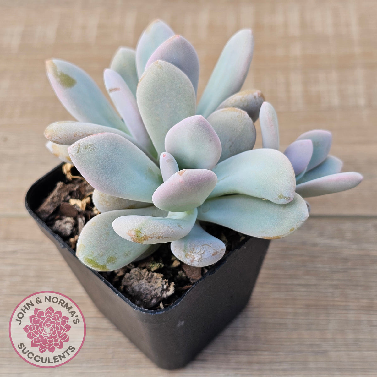 Graptoveria Snow Peach