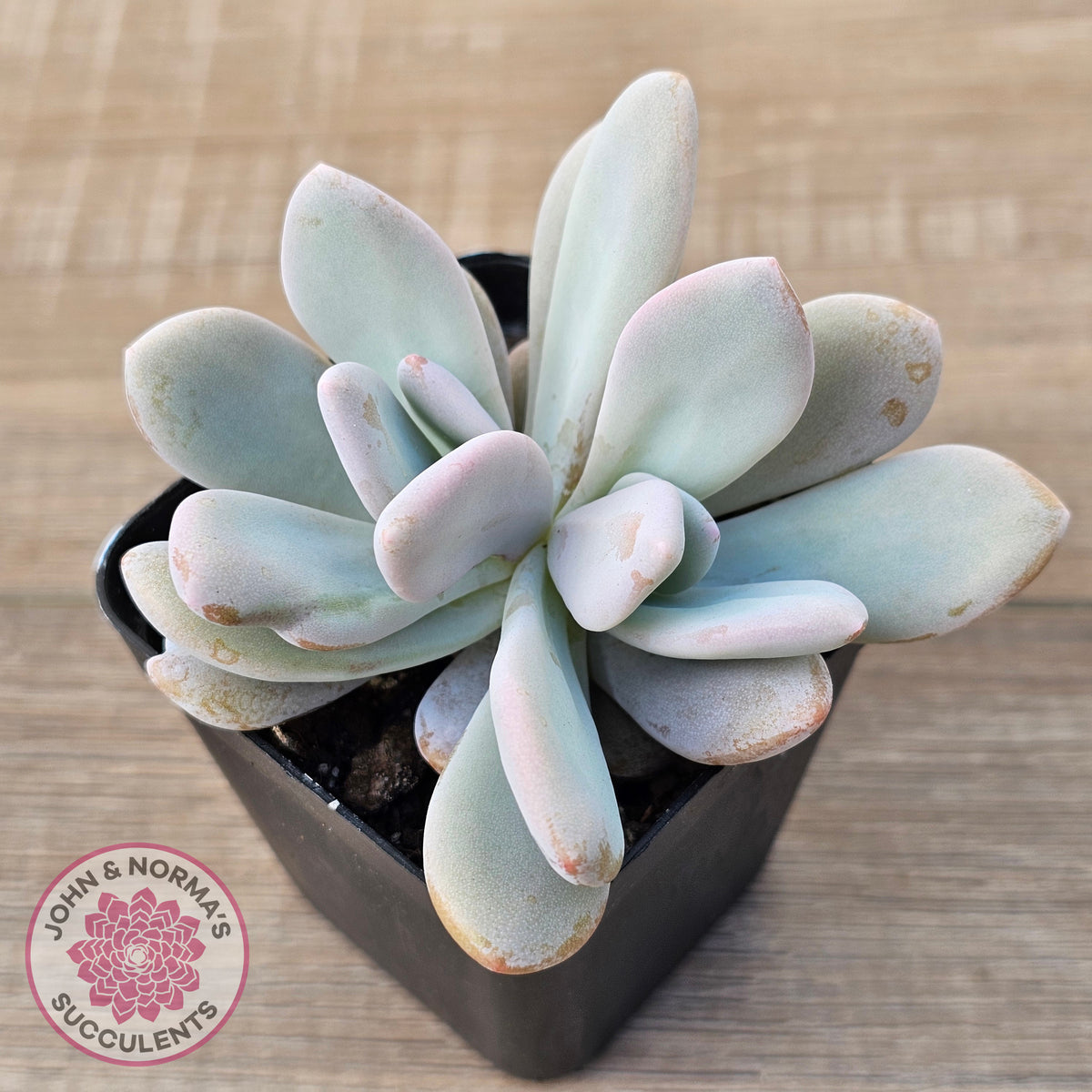 Graptoveria Snow Peach
