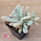 Graptoveria Snow Peach