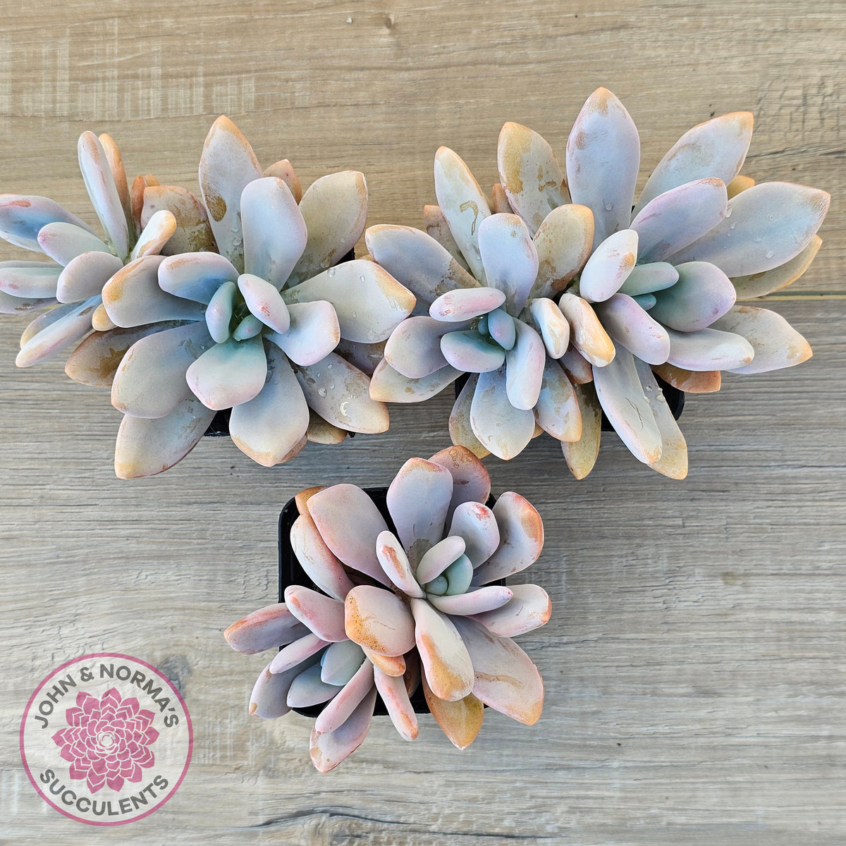 Graptoveria Snow Peach