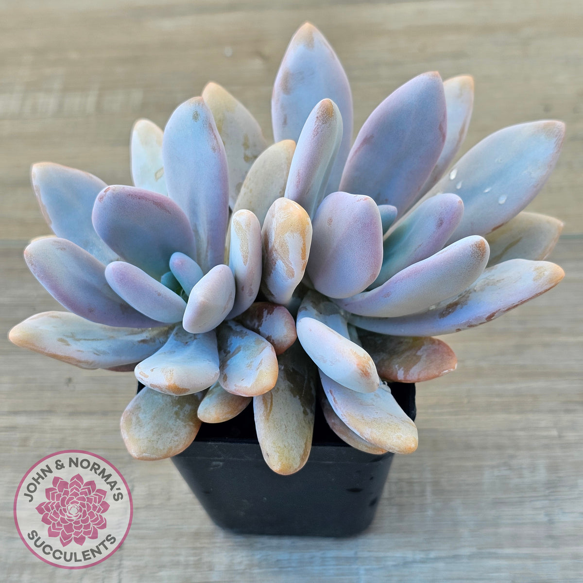 Graptoveria Snow Peach