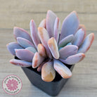 Graptoveria Snow Peach
