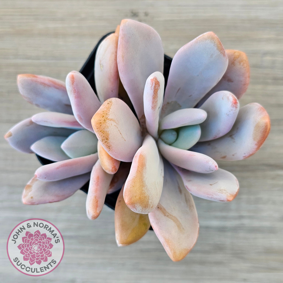 Graptoveria Snow Peach