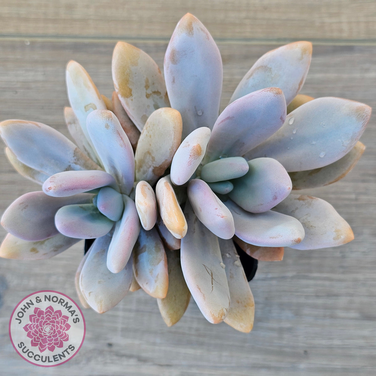 Graptoveria Snow Peach