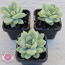Load image into Gallery viewer, Graptoveria Titubans

