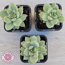 Load image into Gallery viewer, Graptoveria Titubans
