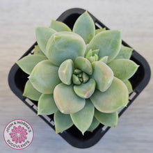 Load image into Gallery viewer, Graptoveria Titubans
