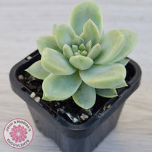 Load image into Gallery viewer, Graptoveria Titubans
