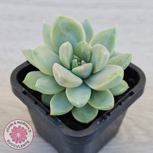 Load image into Gallery viewer, Graptoveria Titubans
