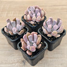 Graptoveria Topsy Debbie 'Lilac Spoons'