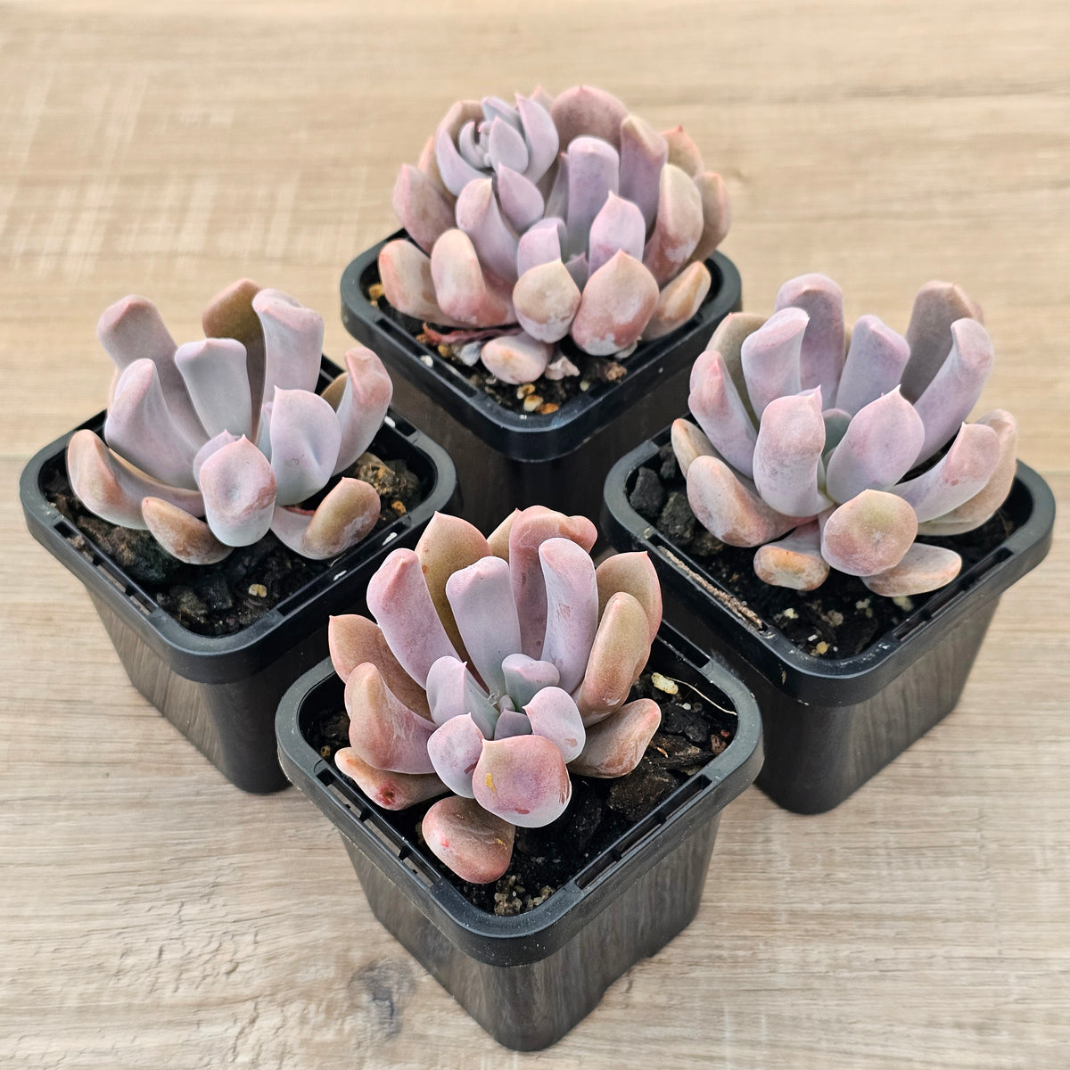 Graptoveria Topsy Debbie 'Lilac Spoons'