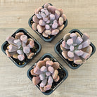Graptoveria Topsy Debbie 'Lilac Spoons'