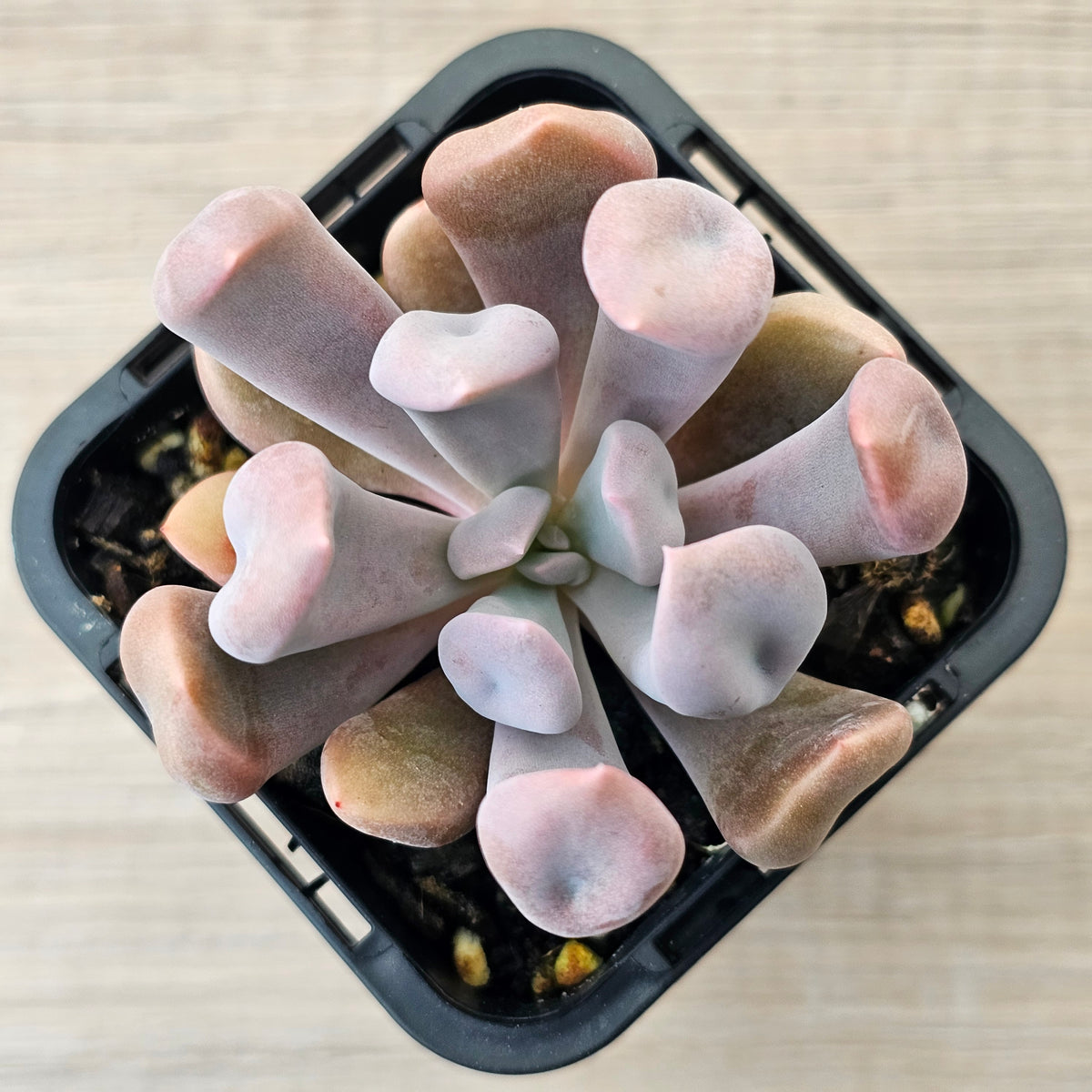 Graptoveria Topsy Debbie 'Lilac Spoons'