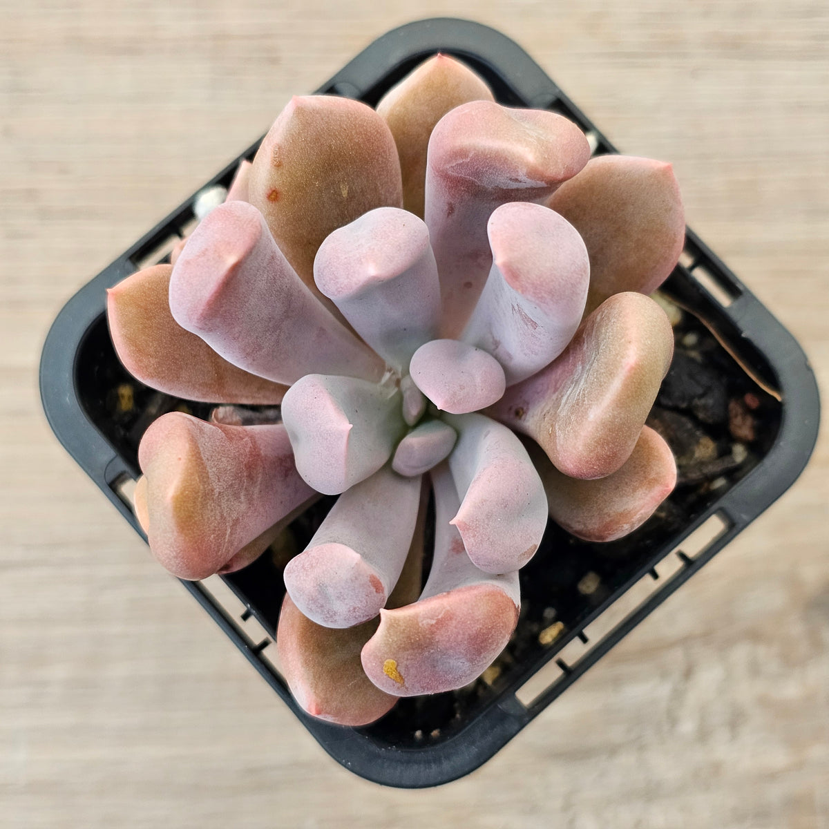 Graptoveria Topsy Debbie 'Lilac Spoons'