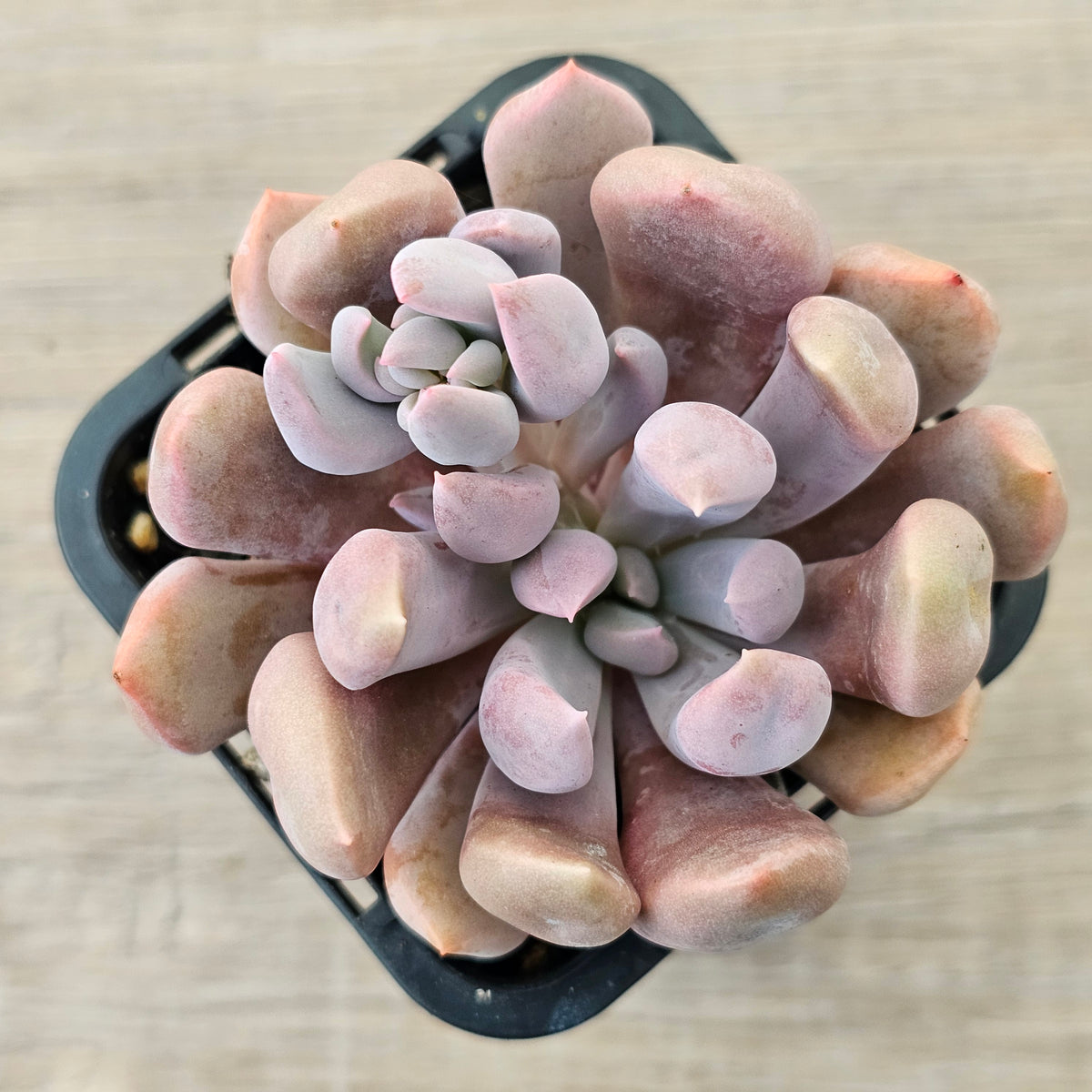 Graptoveria Topsy Debbie 'Lilac Spoons'