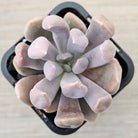 Graptoveria Topsy Debbie 'Lilac Spoons'