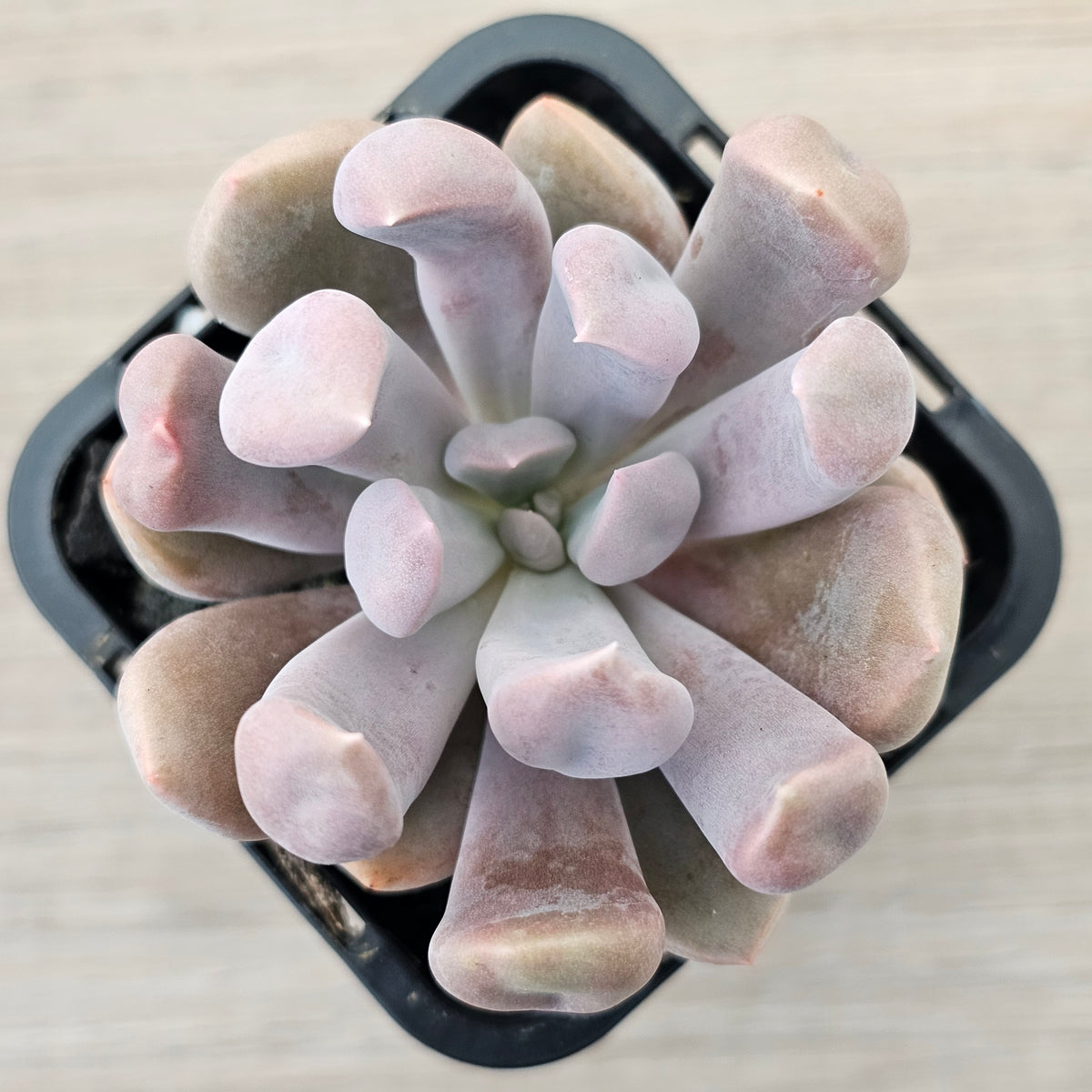 Graptoveria Topsy Debbie 'Lilac Spoons'