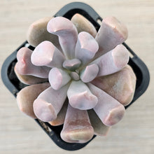 Load image into Gallery viewer, Graptoveria Topsy Debbie &#39;Lilac Spoons&#39;
