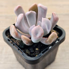Graptoveria Topsy Debbie 'Lilac Spoons'