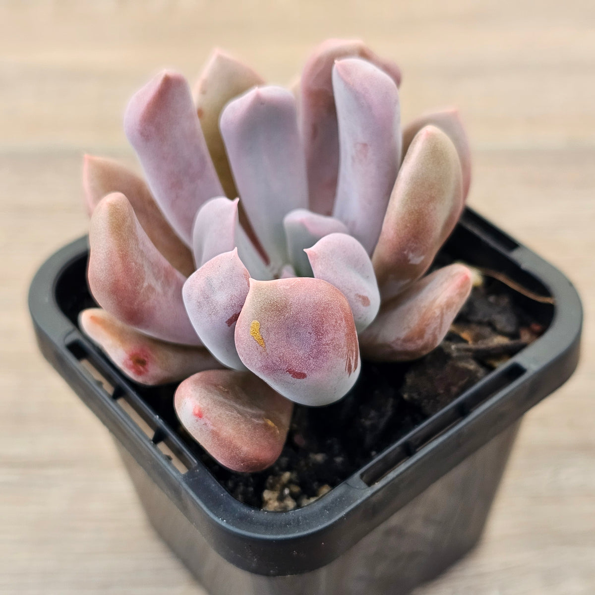 Graptoveria Topsy Debbie 'Lilac Spoons'