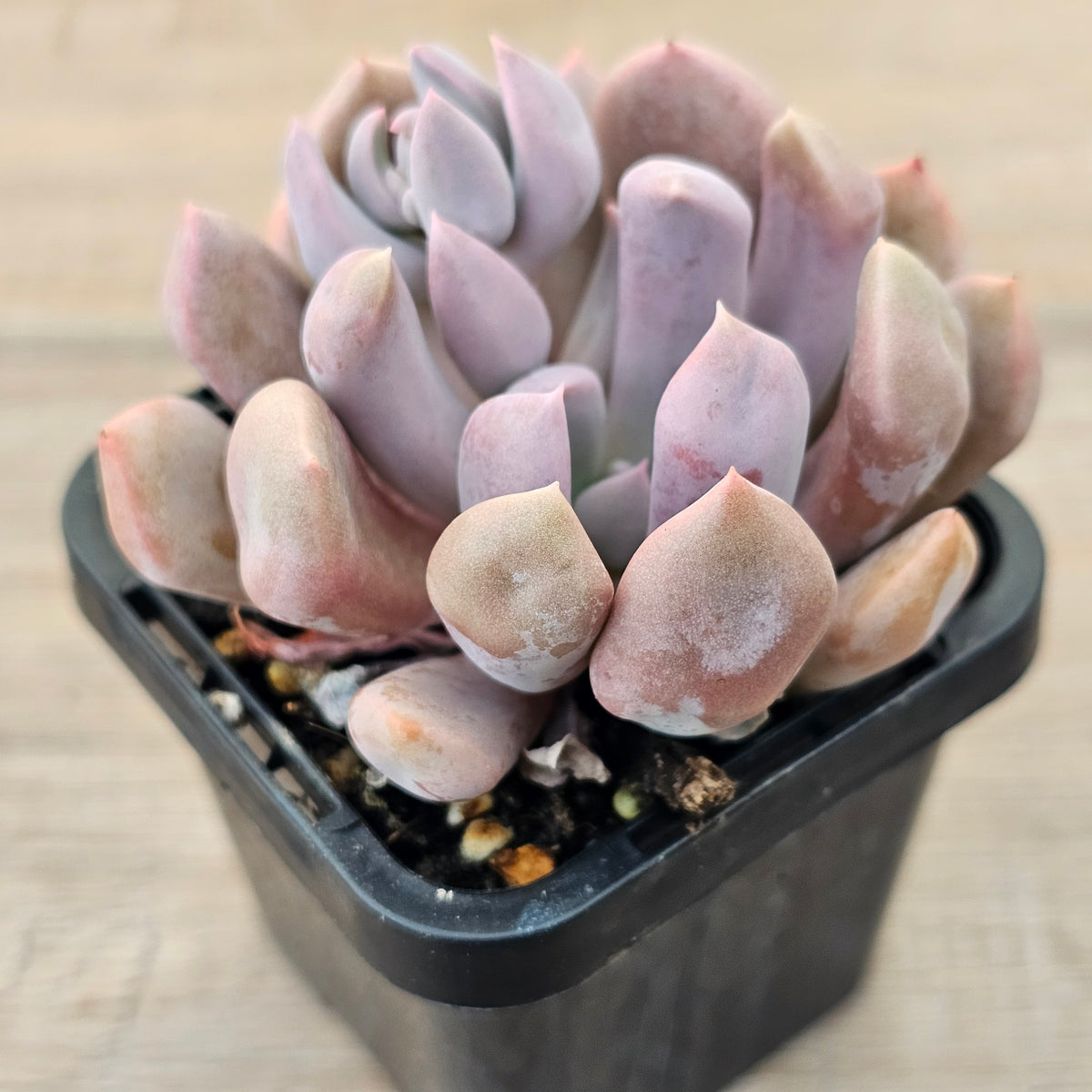 Graptoveria Topsy Debbie 'Lilac Spoons'