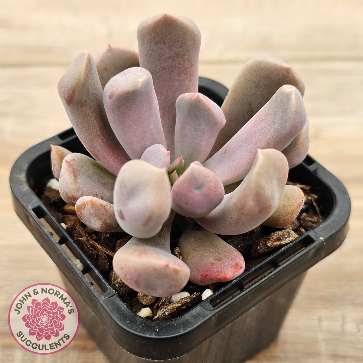 Graptoveria Topsy Debbie 'Lilac Spoons'