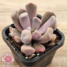 Load image into Gallery viewer, Graptoveria Topsy Debbie &#39;Lilac Spoons&#39;
