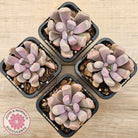 Graptoveria Topsy Debbie 'Lilac Spoons'