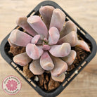 Graptoveria Topsy Debbie 'Lilac Spoons'