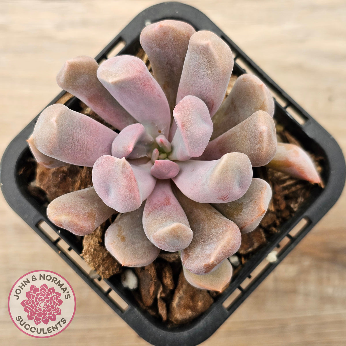 Graptoveria Topsy Debbie 'Lilac Spoons'