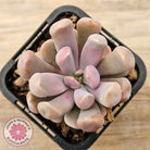 Graptoveria Topsy Debbie 'Lilac Spoons'
