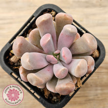 Load image into Gallery viewer, Graptoveria Topsy Debbie &#39;Lilac Spoons&#39;

