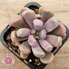 Graptoveria Topsy Debbie 'Lilac Spoons'