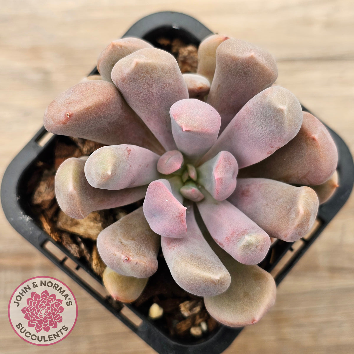 Graptoveria Topsy Debbie 'Lilac Spoons'