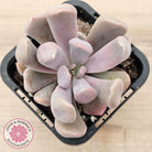 Graptoveria Topsy Debbie 'Lilac Spoons'