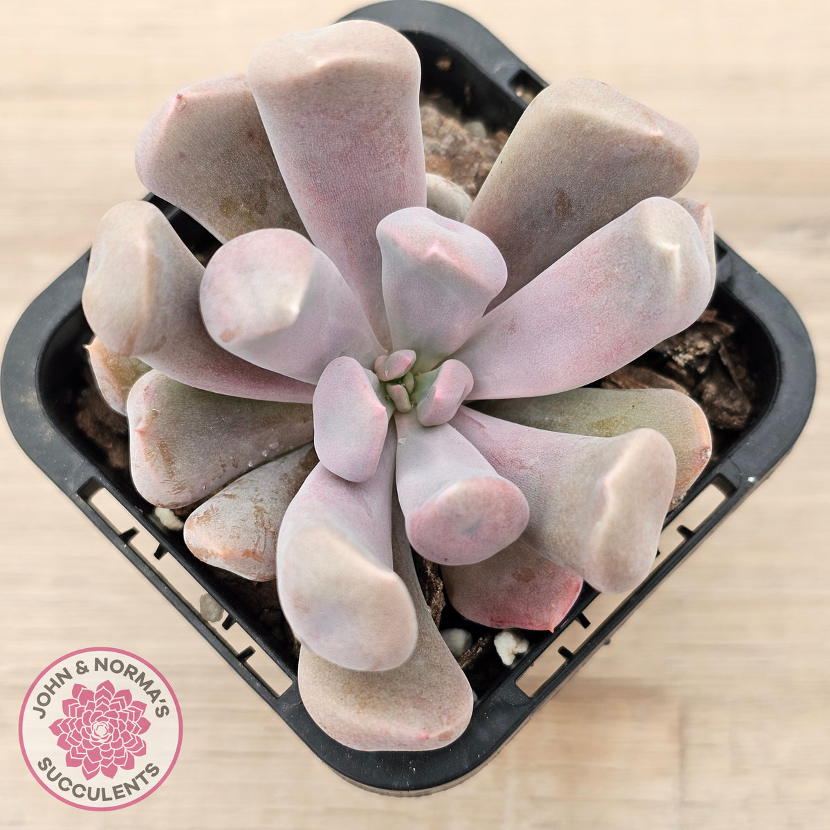Graptoveria Topsy Debbie 'Lilac Spoons'