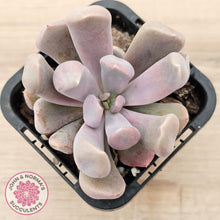 Load image into Gallery viewer, Graptoveria Topsy Debbie &#39;Lilac Spoons&#39;
