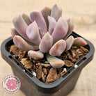 Graptoveria Topsy Debbie 'Lilac Spoons'