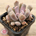 Graptoveria Topsy Debbie 'Lilac Spoons'