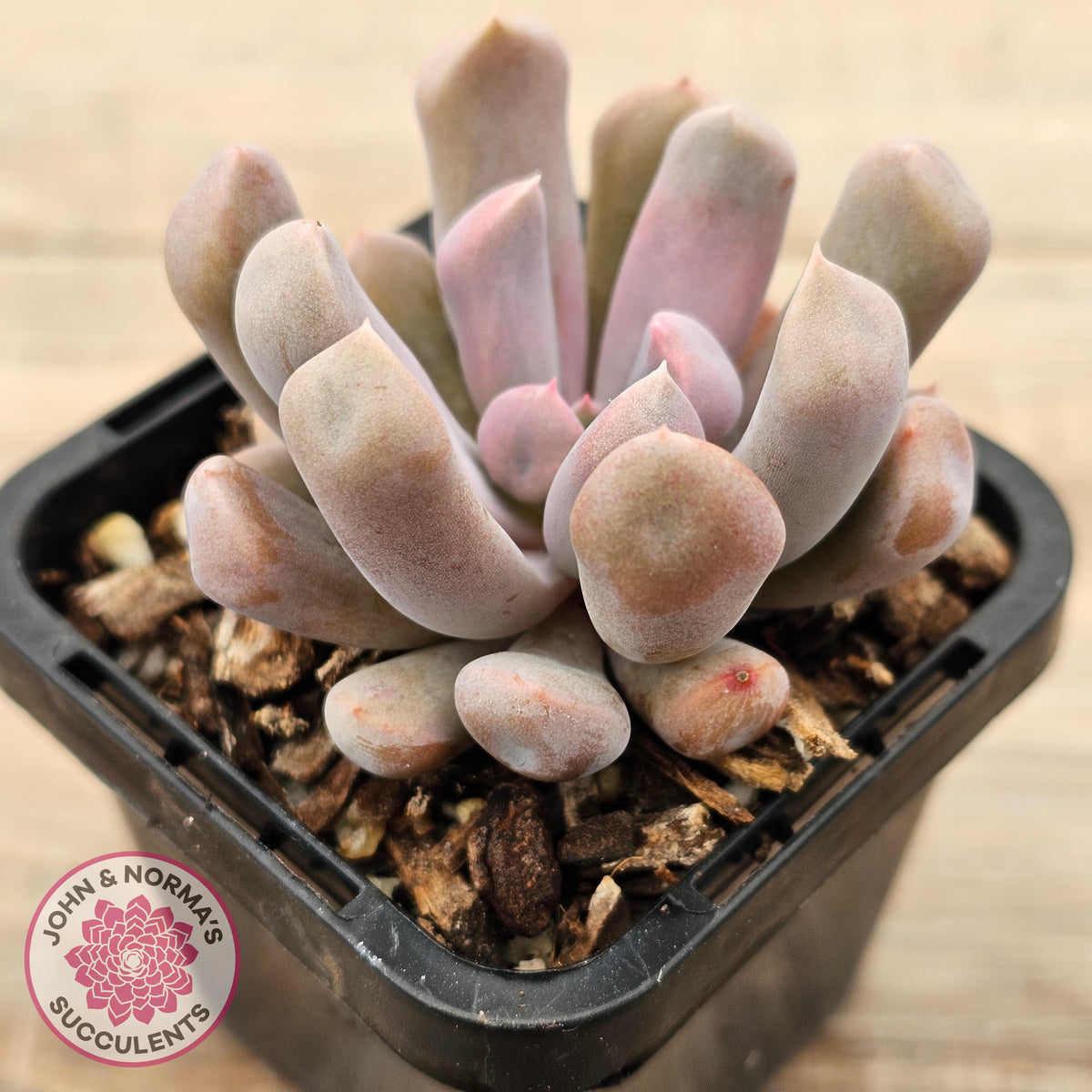 Graptoveria Topsy Debbie 'Lilac Spoons'