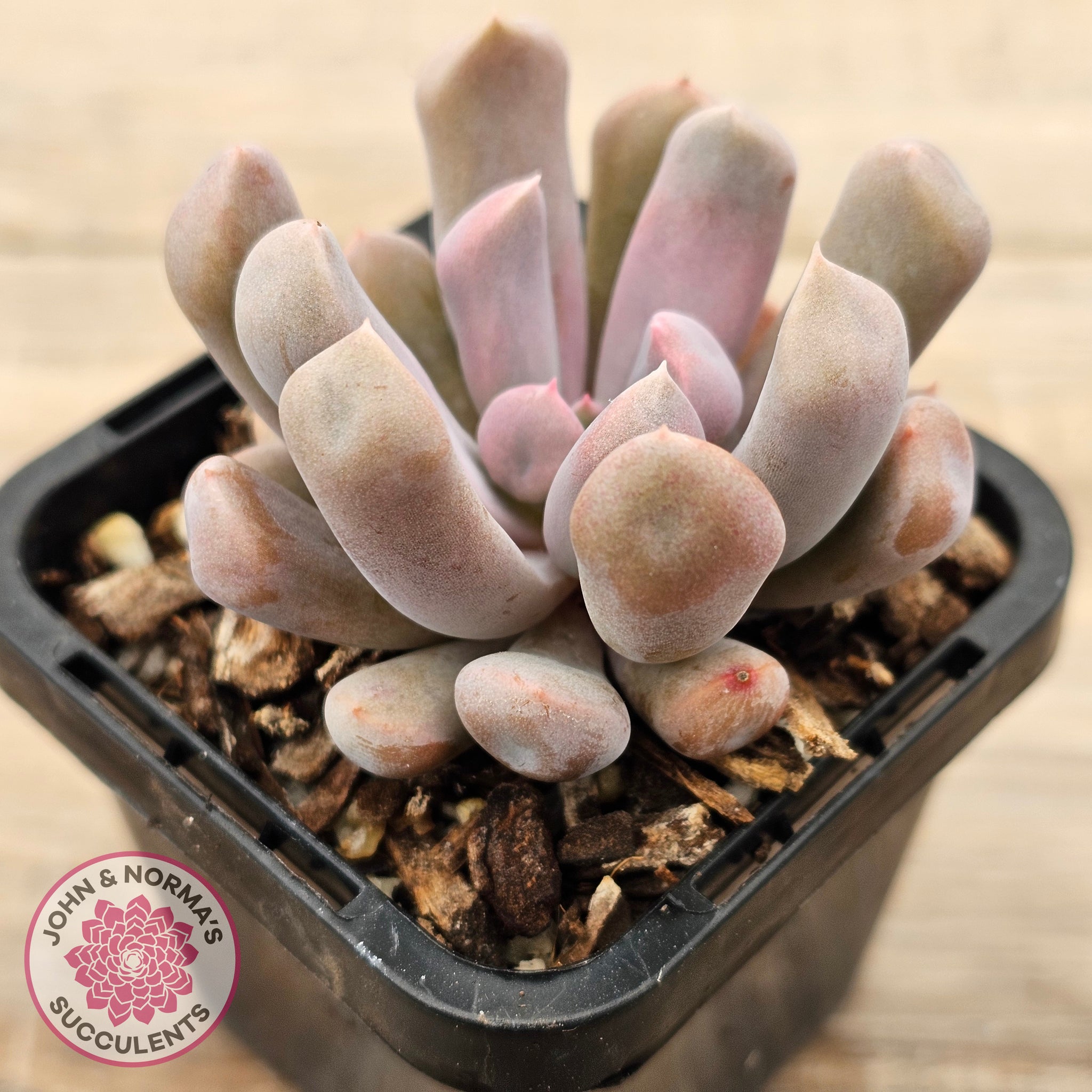 lilac spoons succulent Buy Graptoveria Topsy Debbie 'Lilac Spoons' Australia