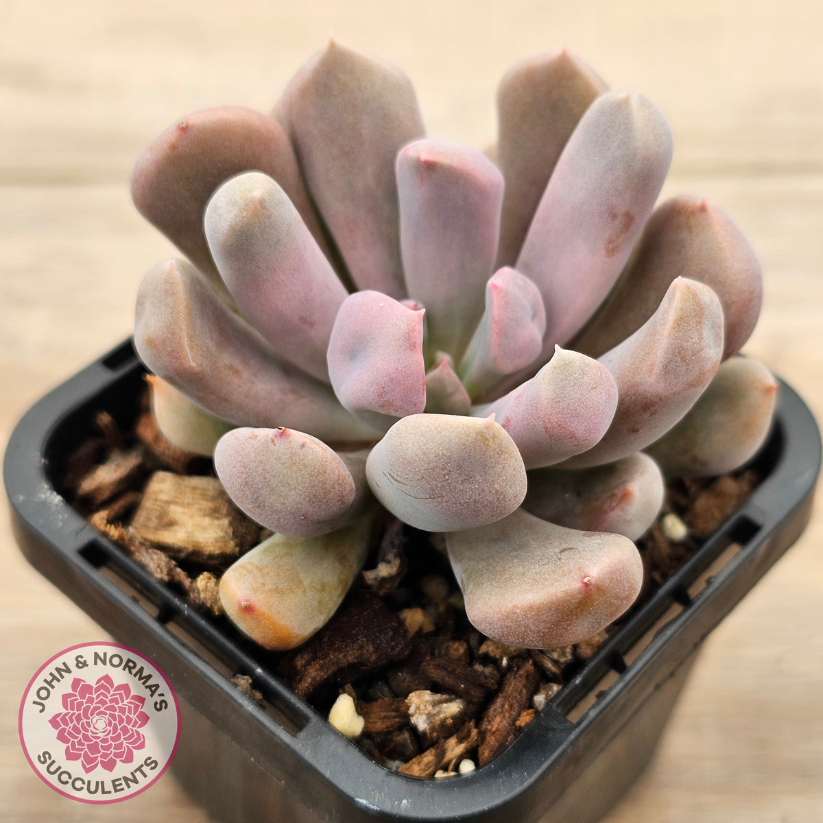 Graptoveria Topsy Debbie 'Lilac Spoons'