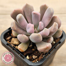 Load image into Gallery viewer, Graptoveria Topsy Debbie &#39;Lilac Spoons&#39;
