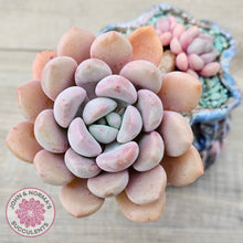 Load image into Gallery viewer, Graptoveria White Dew
