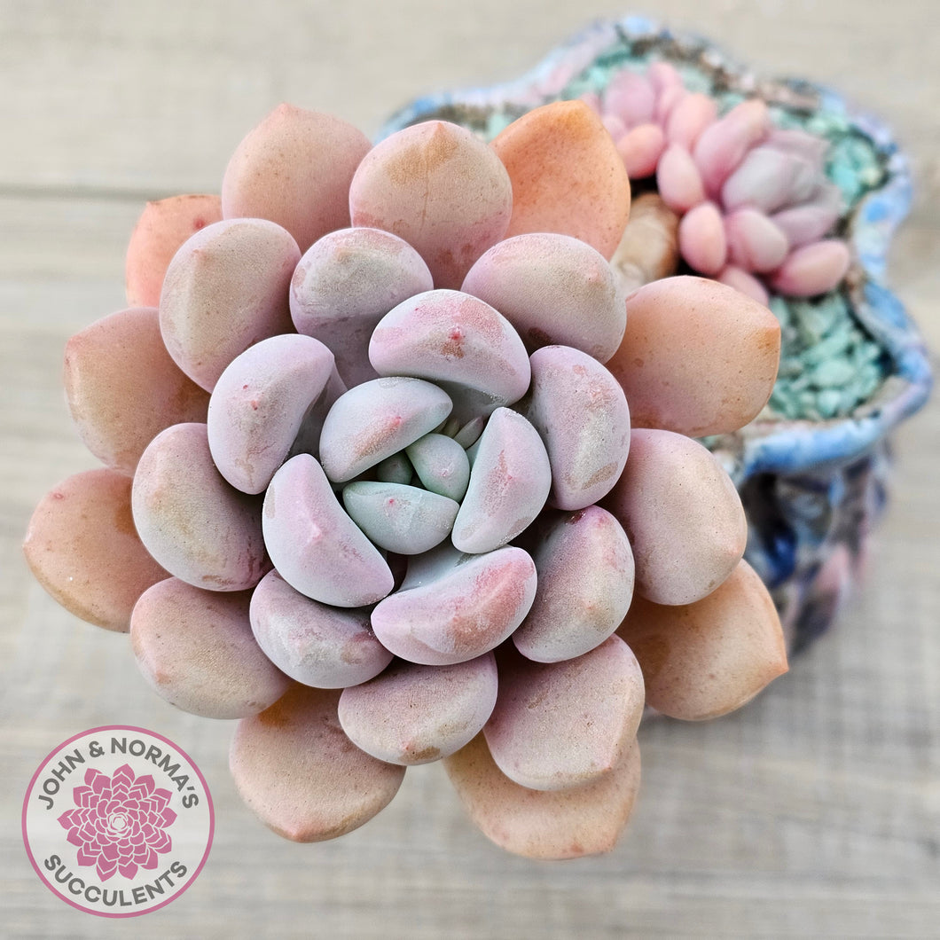 Graptoveria White Dew